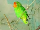 Bird 26