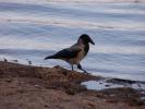 Bird 31