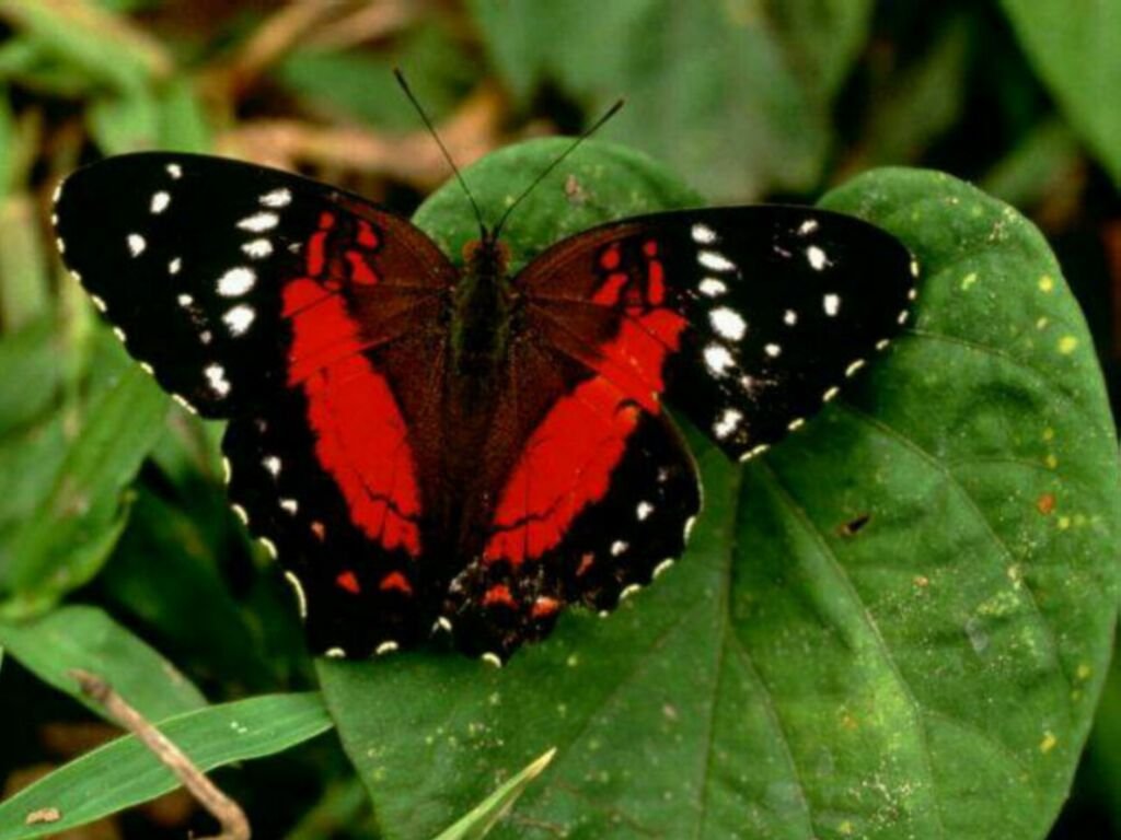 Download Butterfly wallpaper, '...