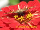 Butterfly 15