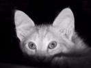 Cat 12