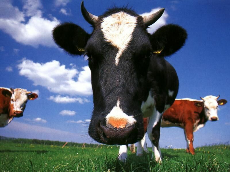 Cow 1