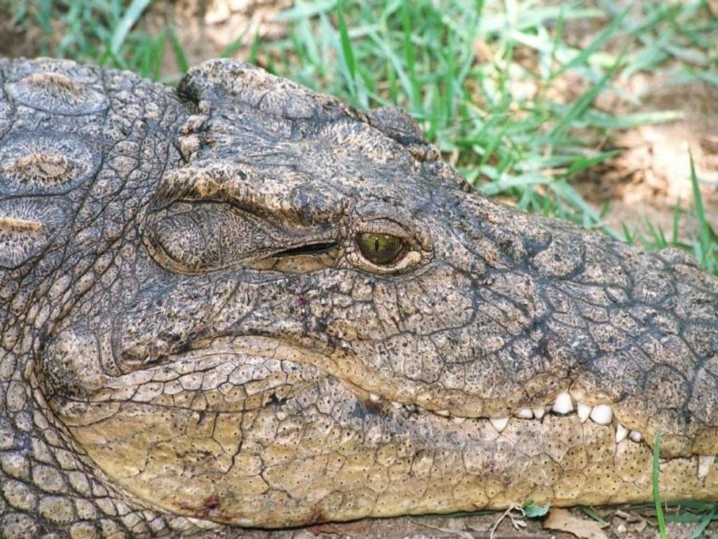 Crocodile 1