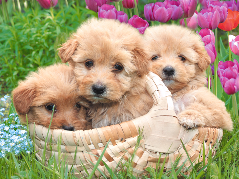 Dog wallpaper 22 dog wallpaper. Dog wallpaper 22