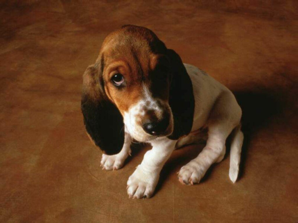 Dog+pictures+wallpaper
