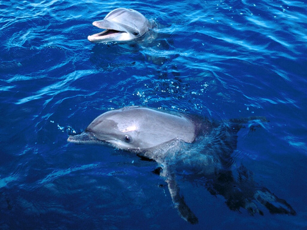 Dolphin 2