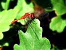 Dragonfly 1