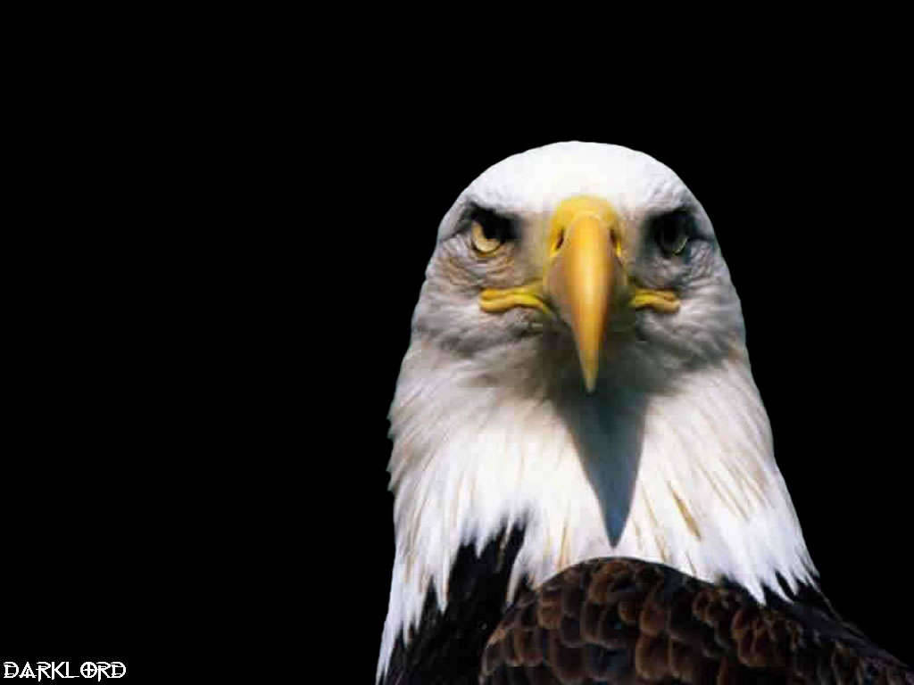 Eagle Bird eagle bird