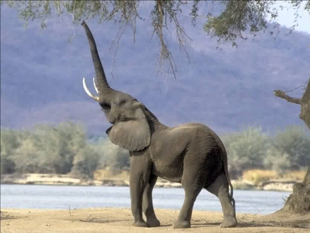 Elephant 2
