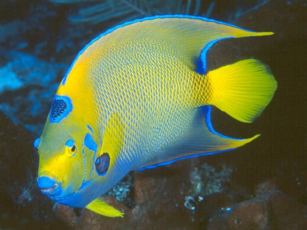 Fish wallpaper 4