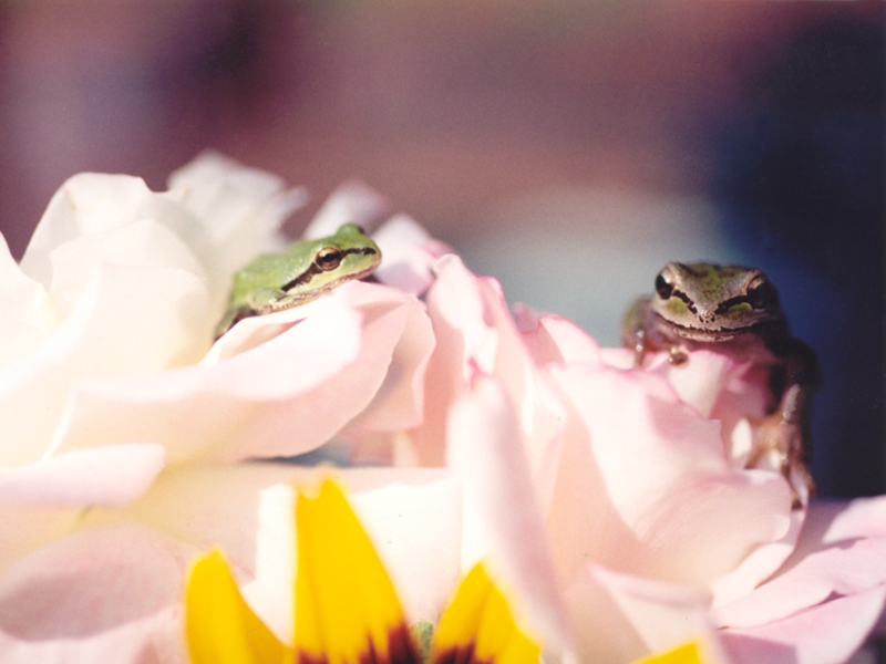 Frog 3