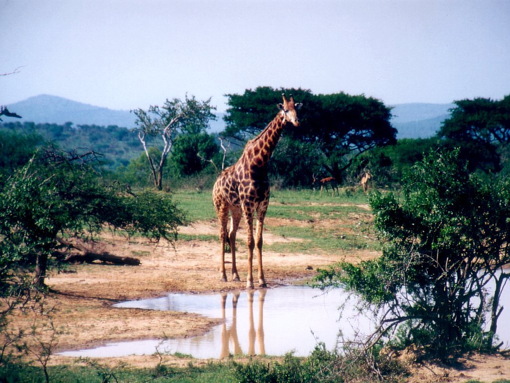 Giraffe 1