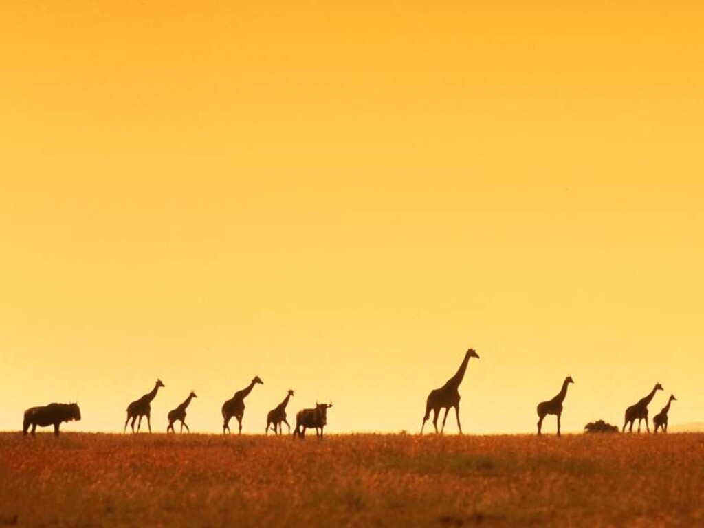 You are viewing the Giraffe wallpaper named Giraffe 4. You are viewing the Giraffe wallpaper named Giraffe 4.