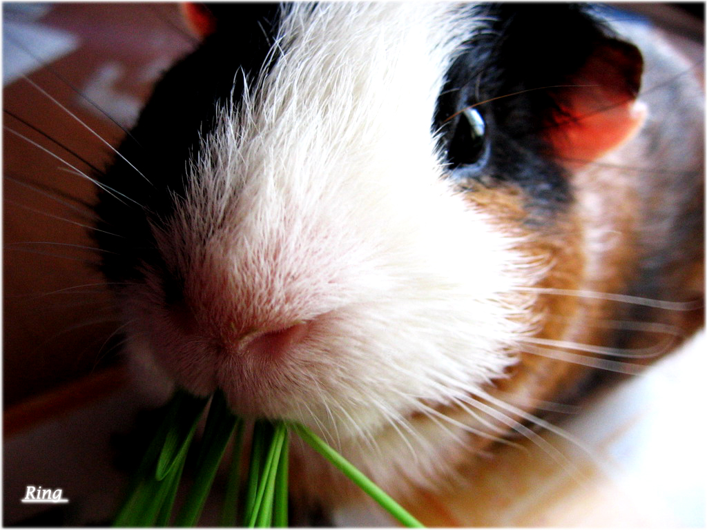 Guinea pig 1