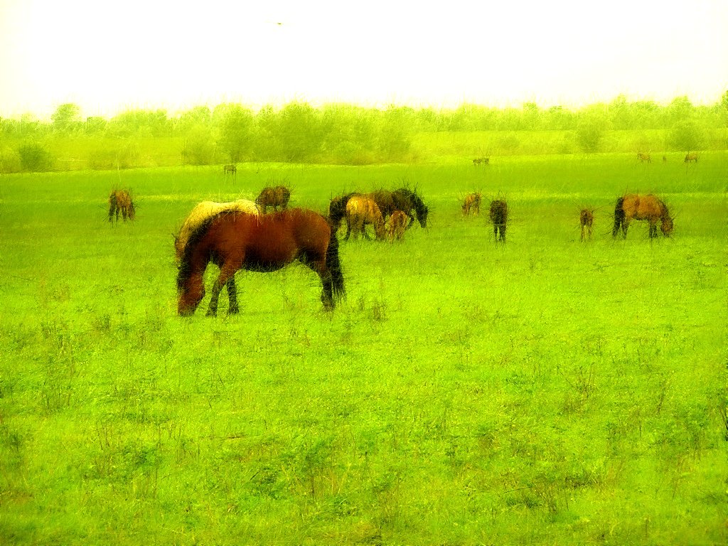 Horse 10