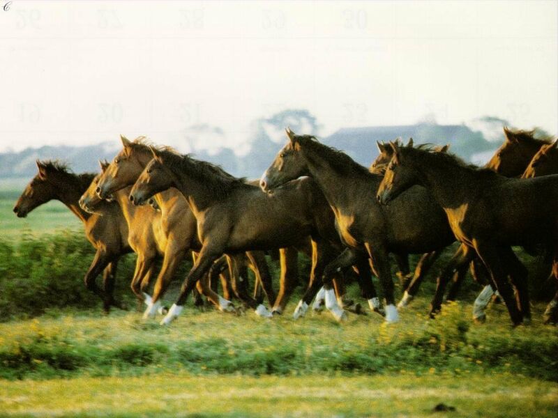 Horse wallpaper 4 horse desktop wallpaper. Horse wallpaper 4