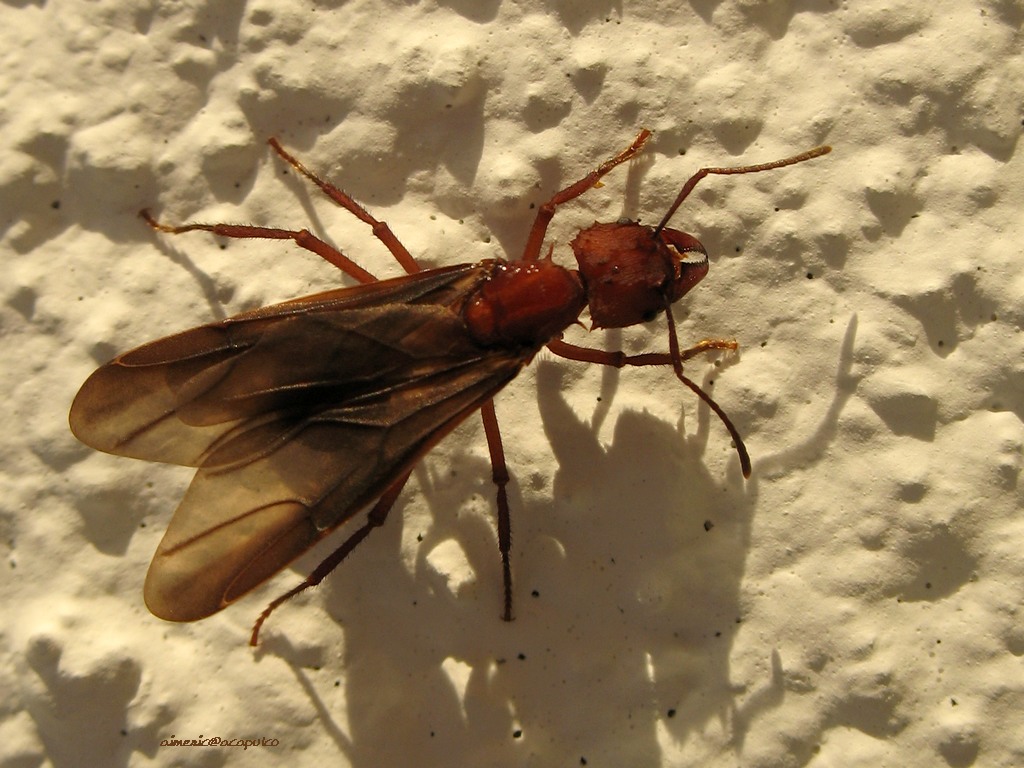 Insect 13