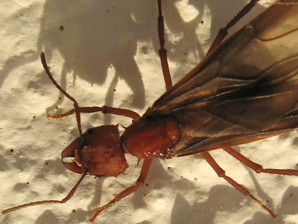 Insect 14