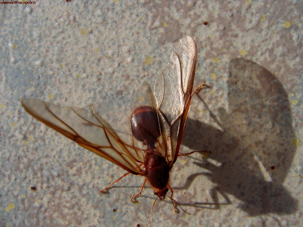 Insect 7