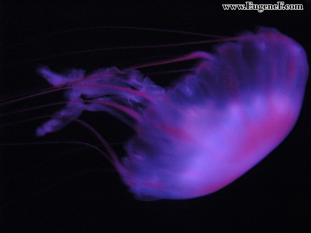 You are viewing the Jellyfish wallpaper named Jellyfish 1.