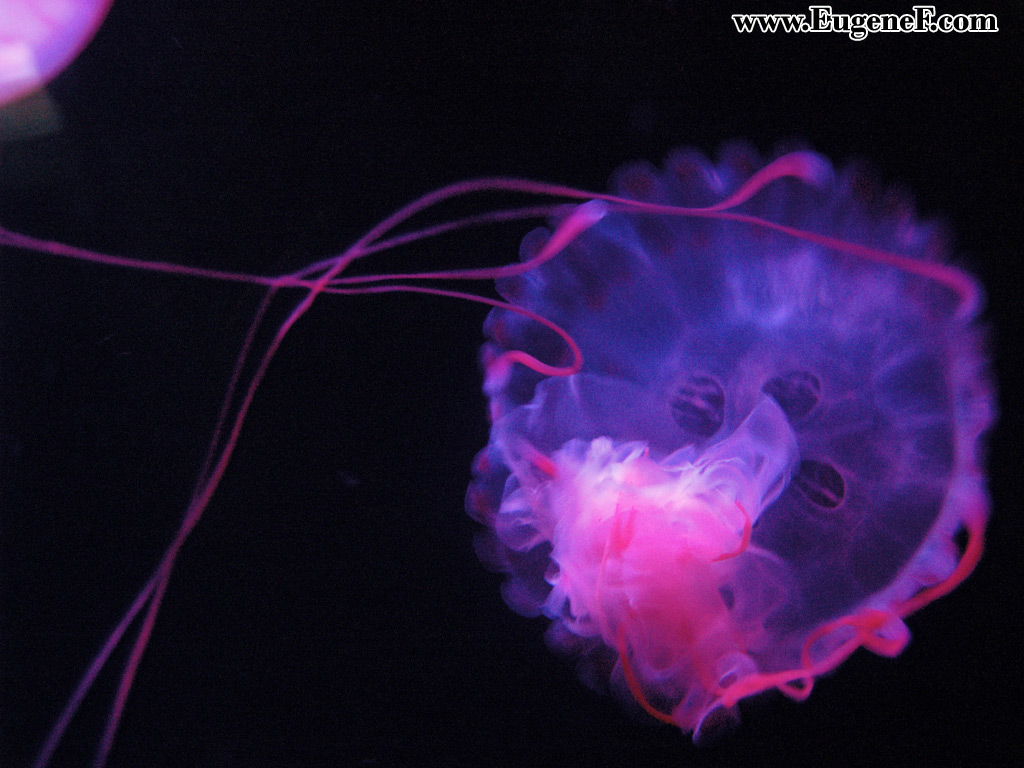 You are viewing the Jellyfish wallpaper named Jellyfish 2.