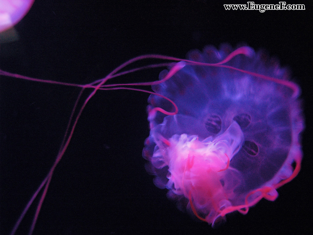 Jellyfish 2