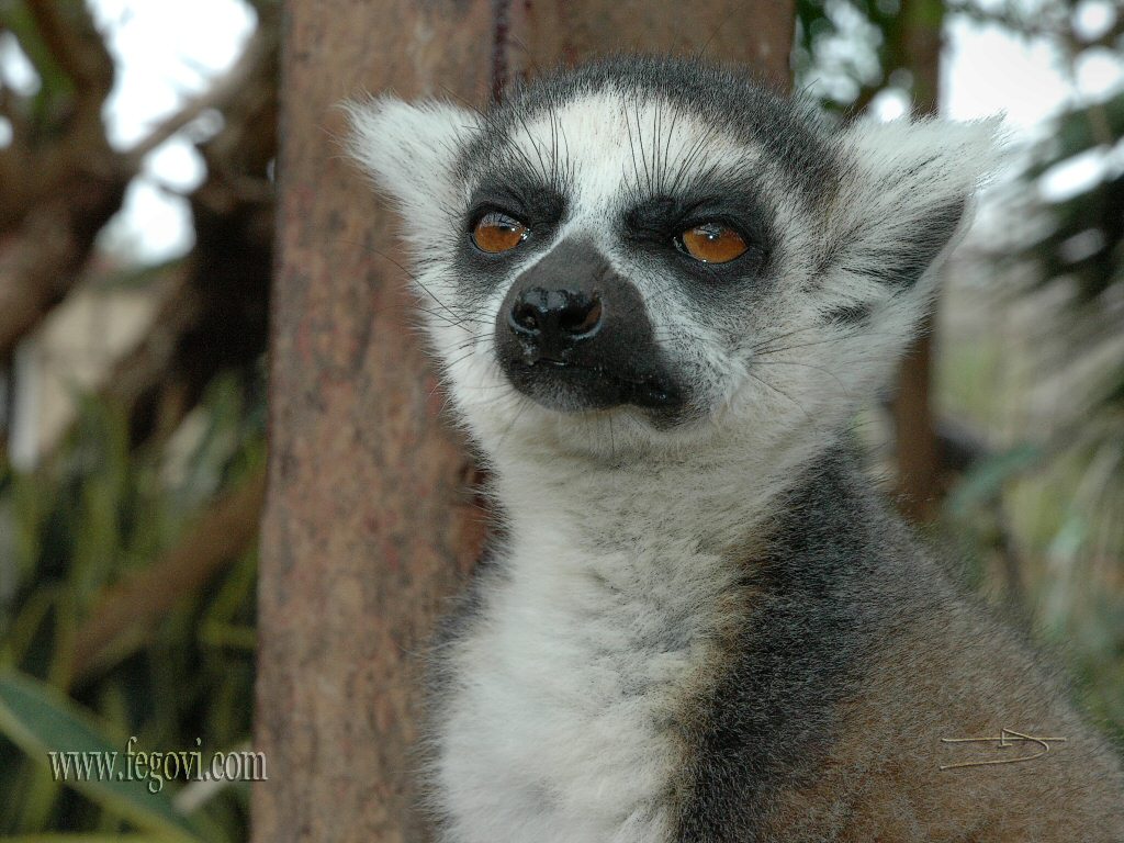 Lemur 1