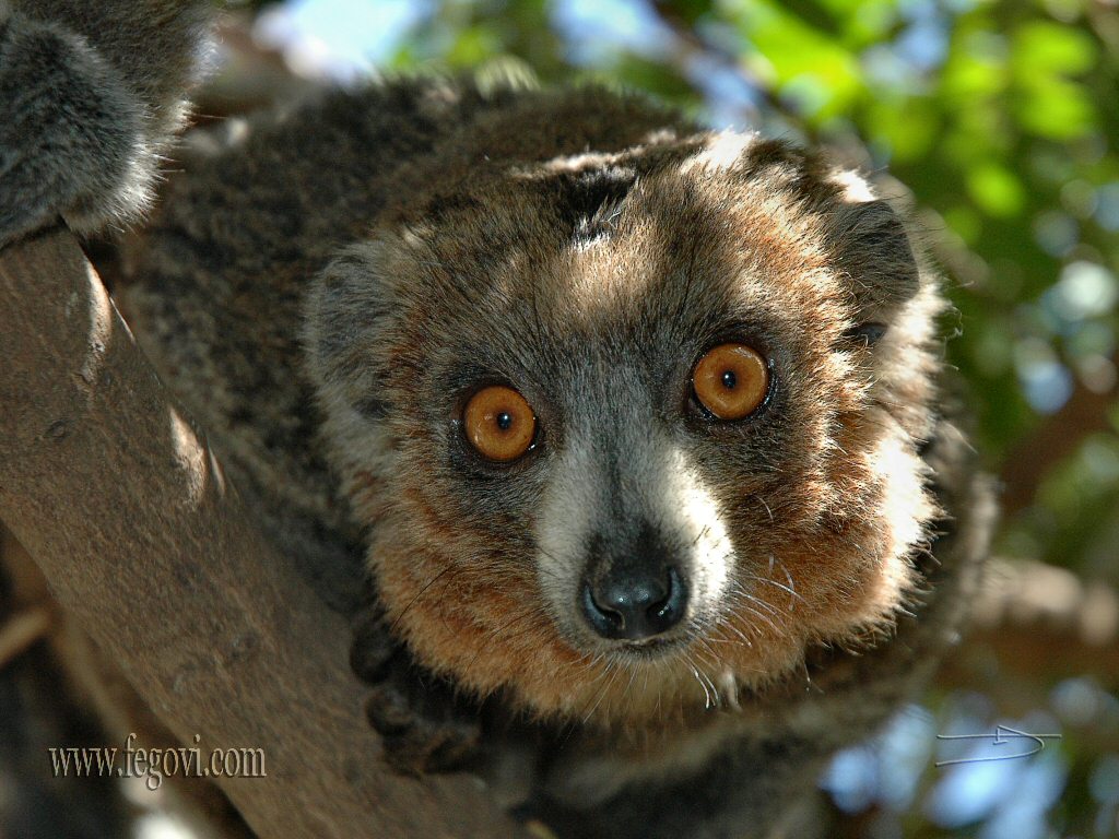 Lemur 2