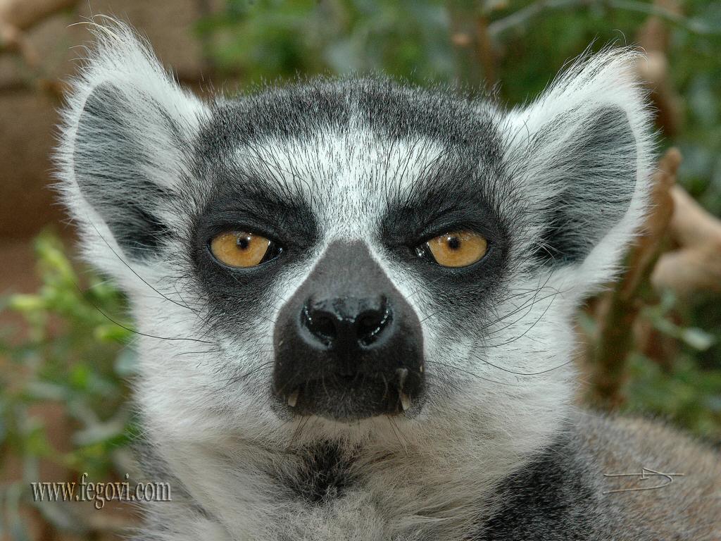 Lemur 3