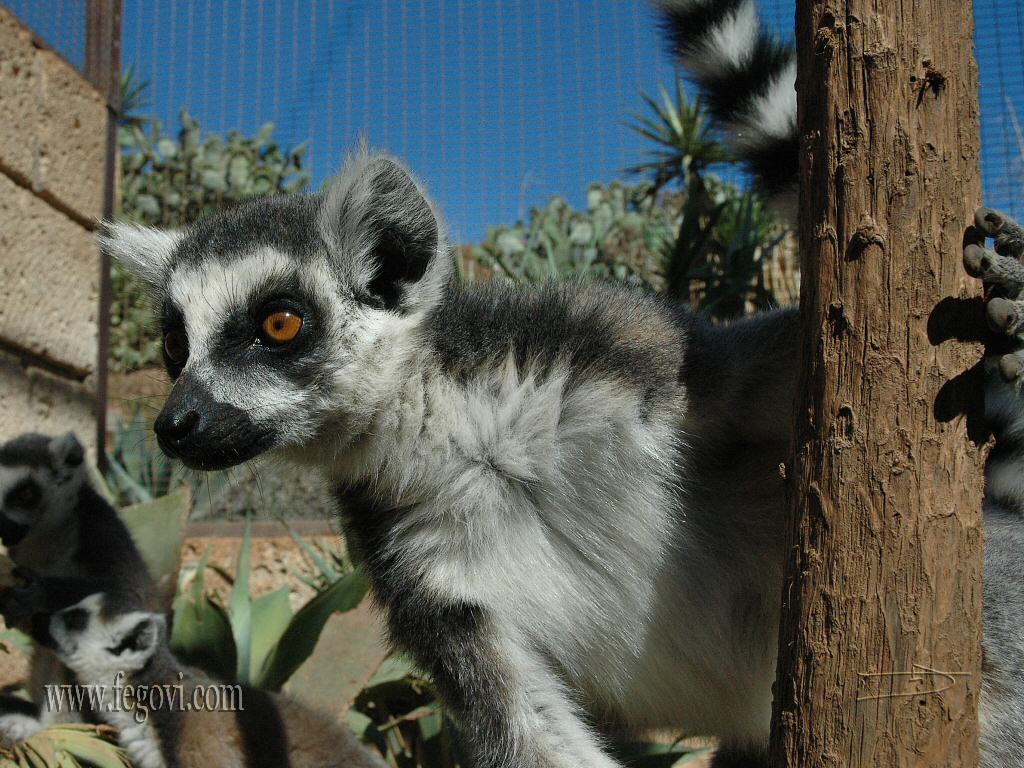 Lemur 4