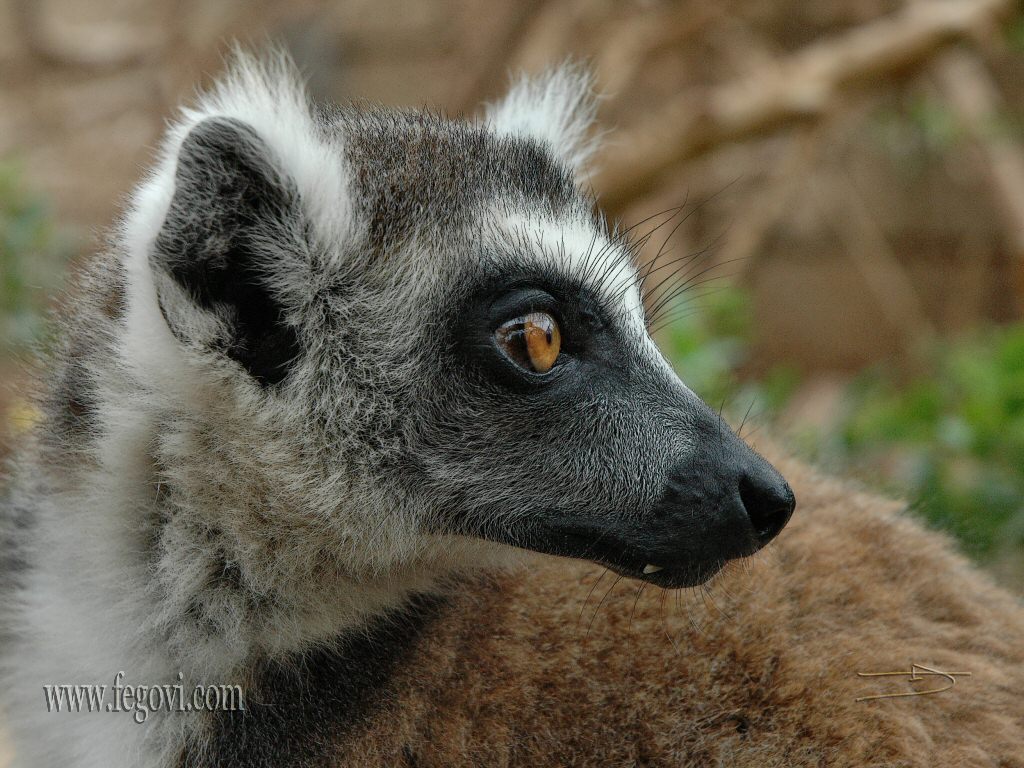 Lemur 5