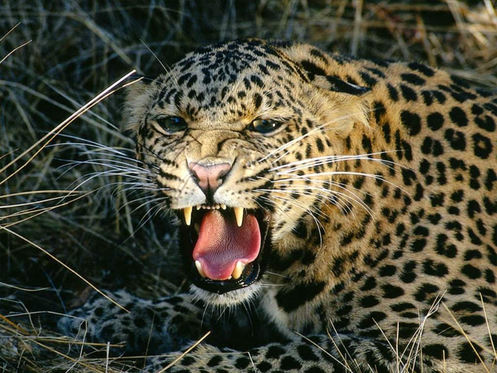 Leopard 3