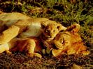 Lion 3