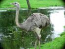 Ostrich 2