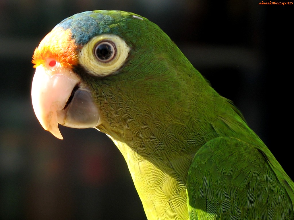 Parrot 1