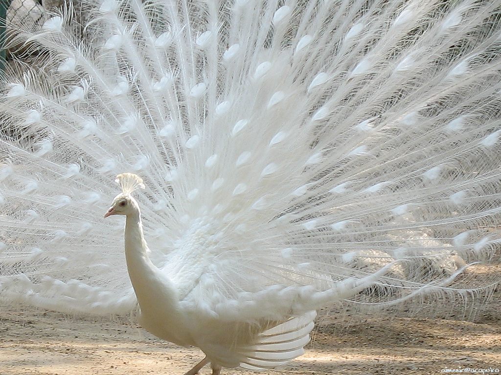 Peacock Wallpapers