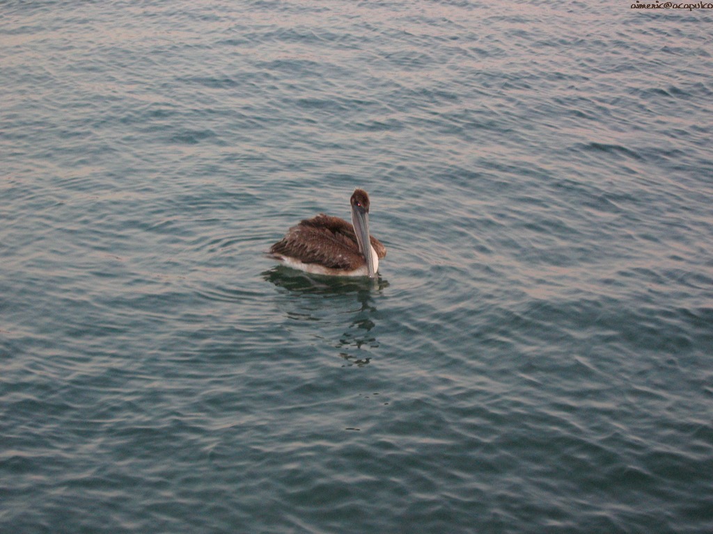 Pelican 1