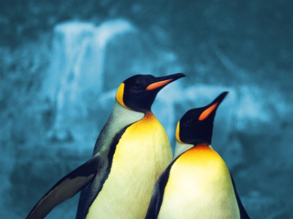 Pinguin 2