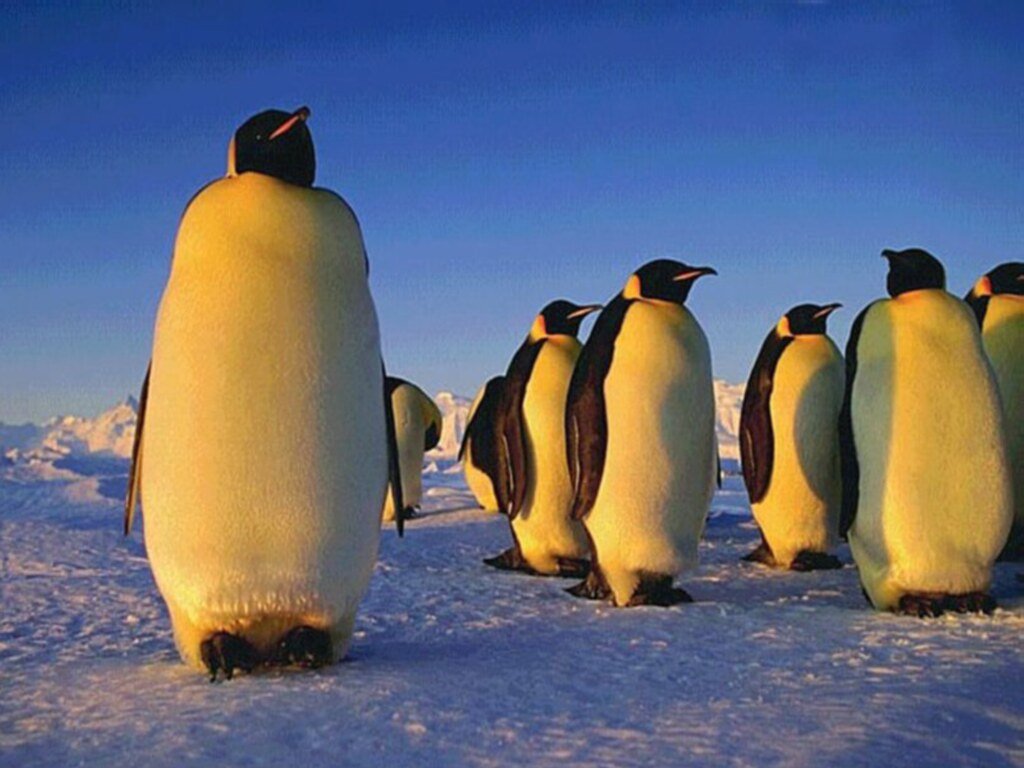 Pinguin 4