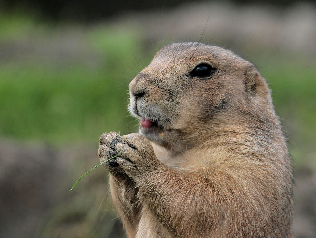 Prairiedog 1