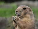 Prairiedog 1