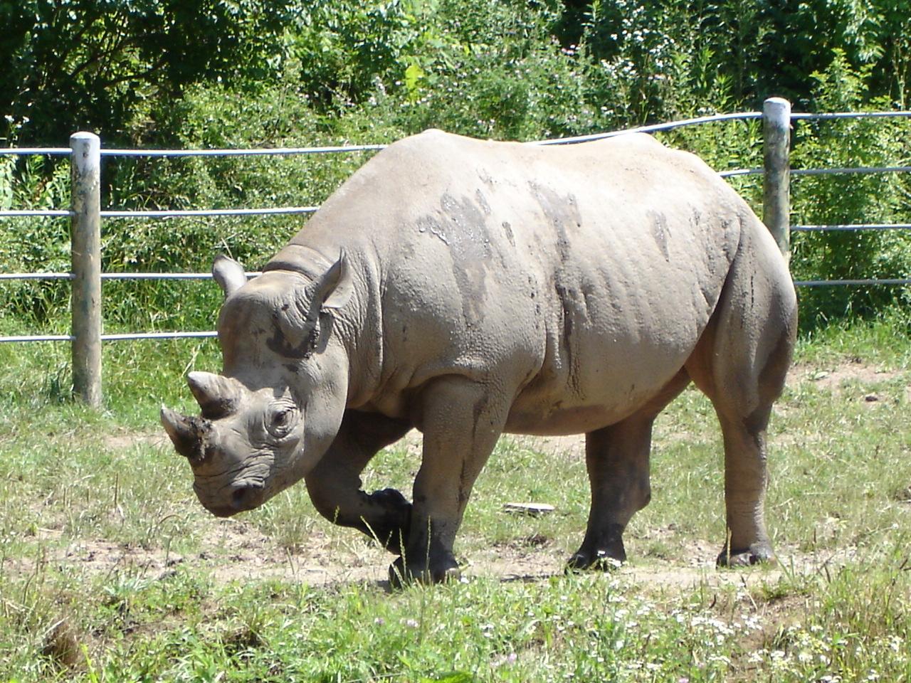 Rhinoceros 1