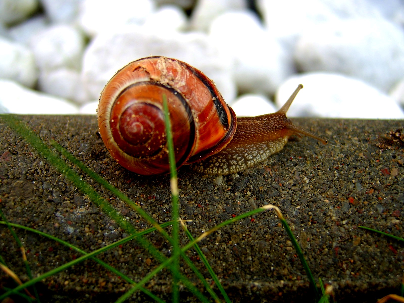 Snail 2