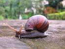 Snail 1