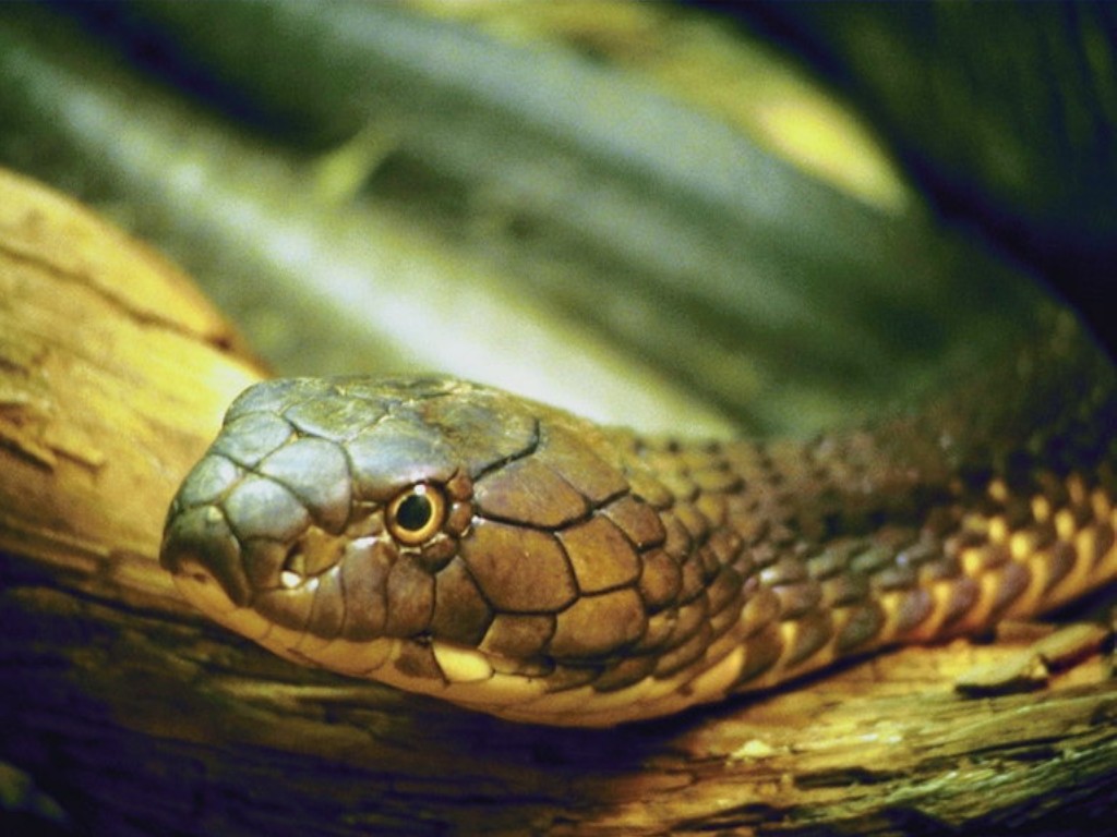 You are viewing the Snake wallpaper named You are viewing the Snake wallpaper named