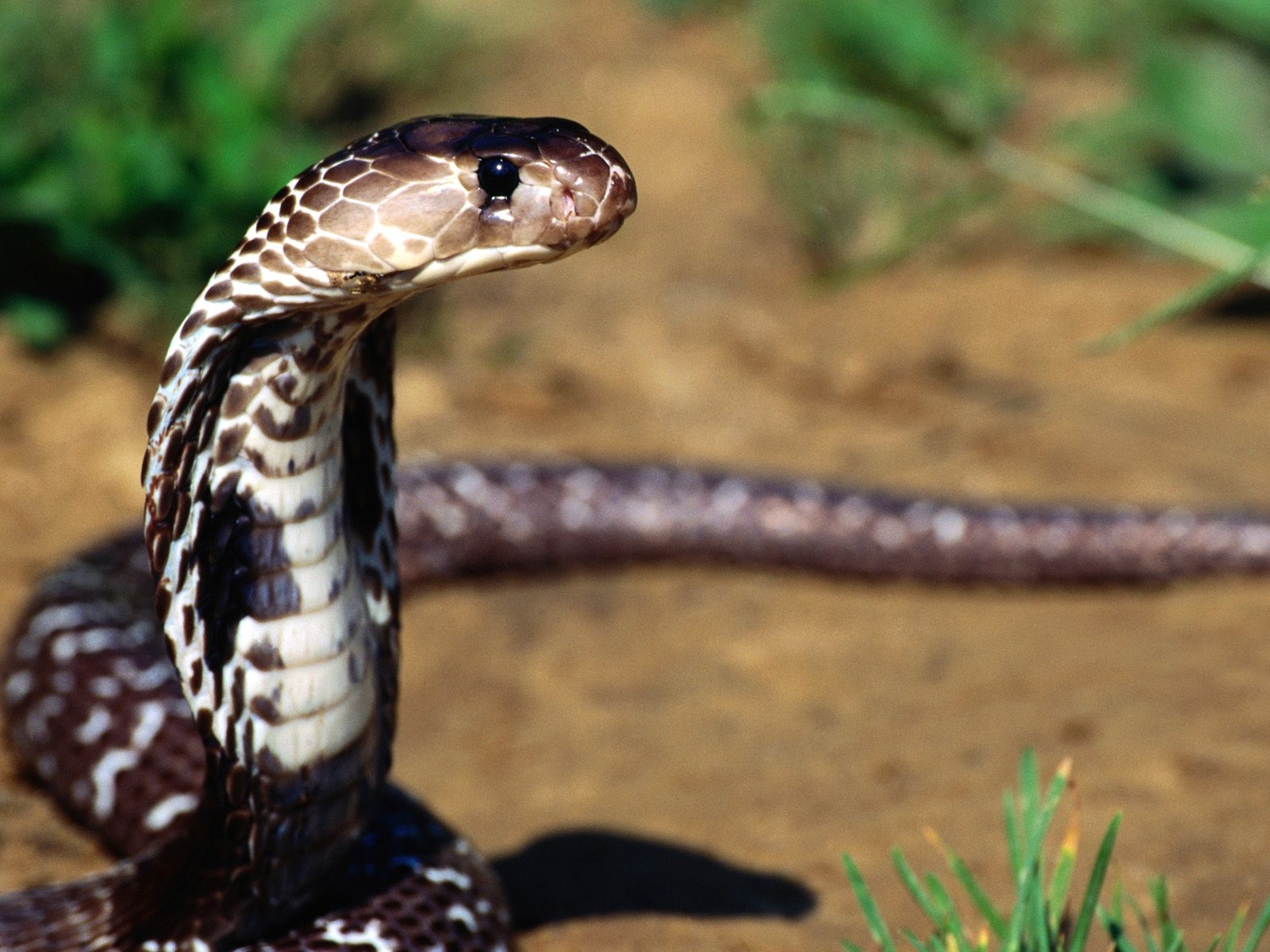 You are viewing the Snake wallpaper named Snake 3. You are viewing the Snake wallpaper named Snake 3.