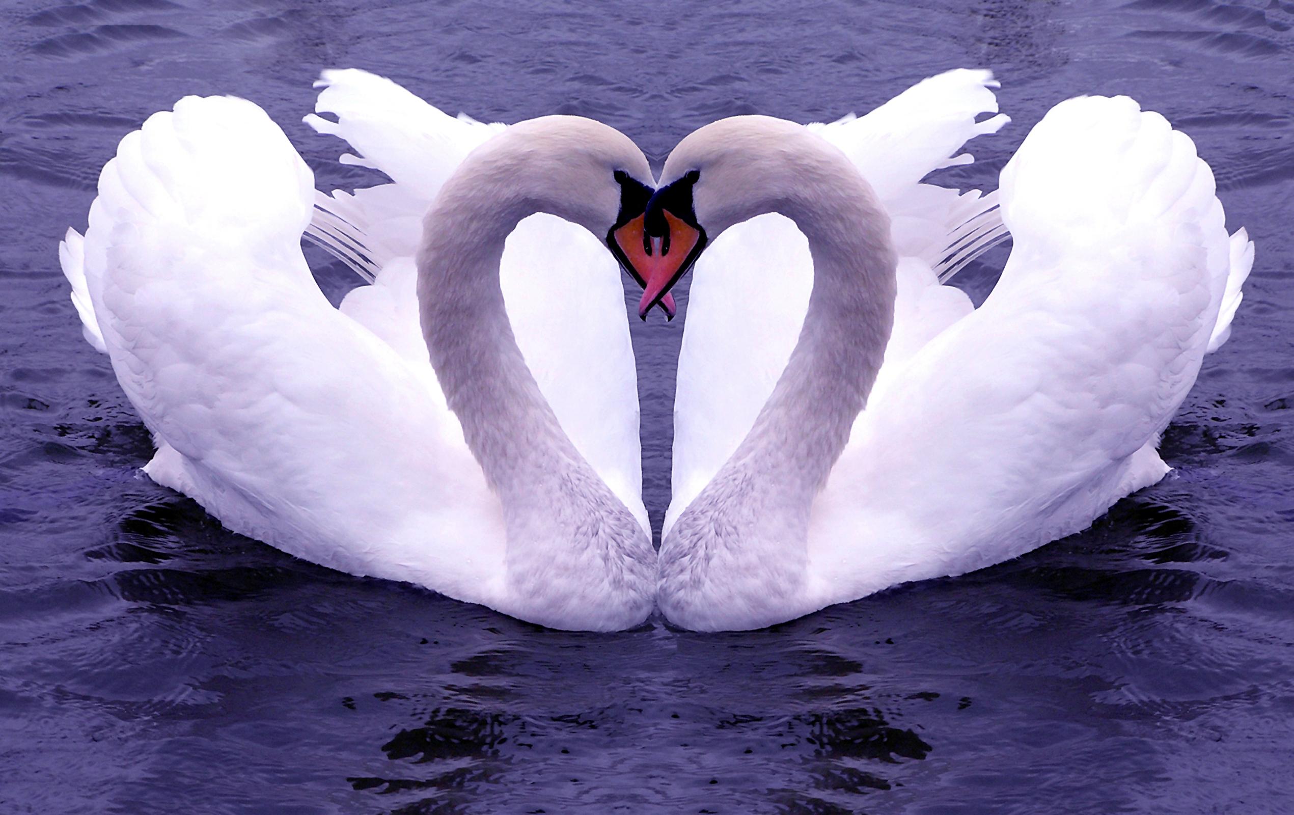 Swan wallpaper 1