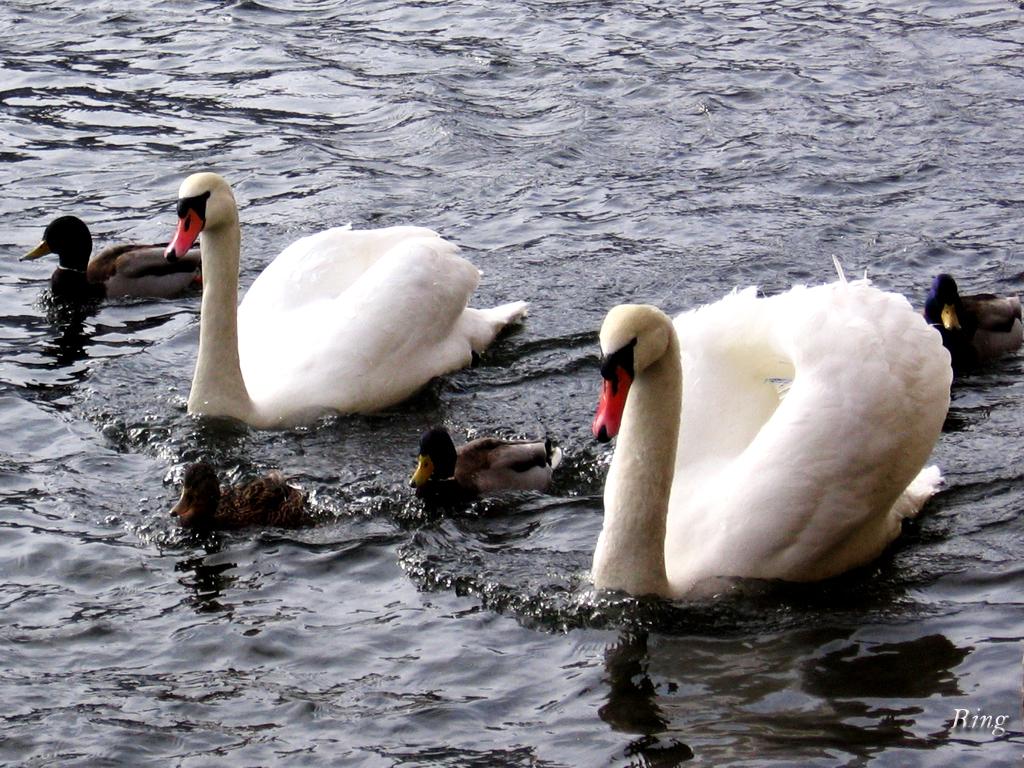 You are viewing the Swan wallpaper named Swan 4.