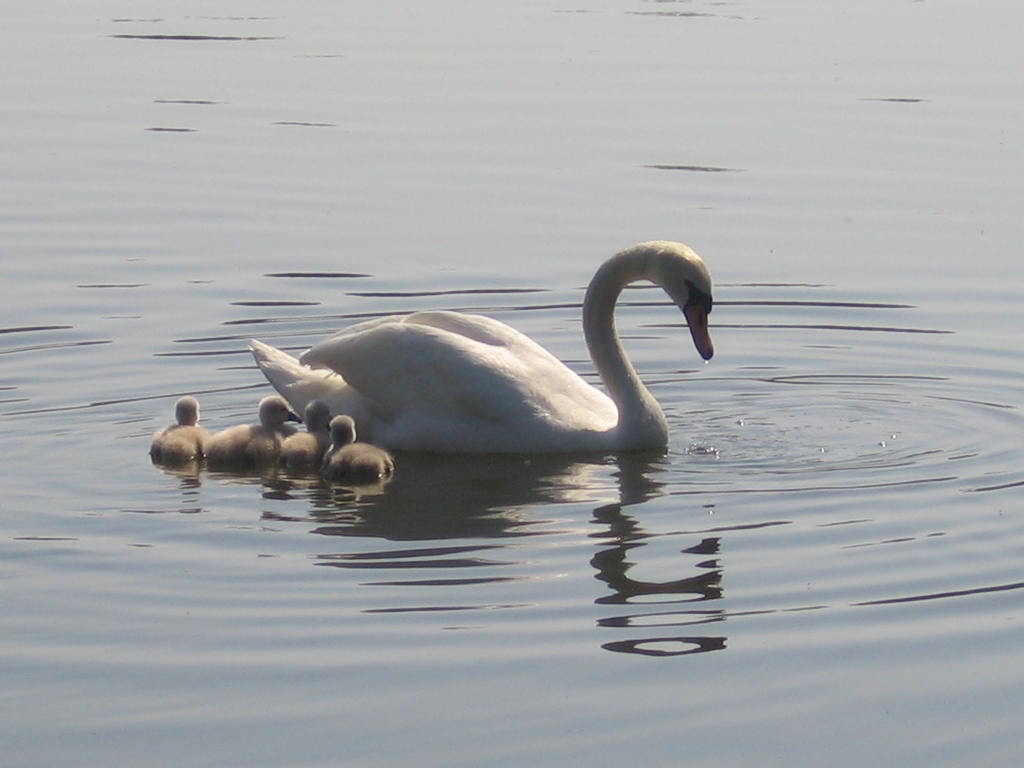 Swan 7