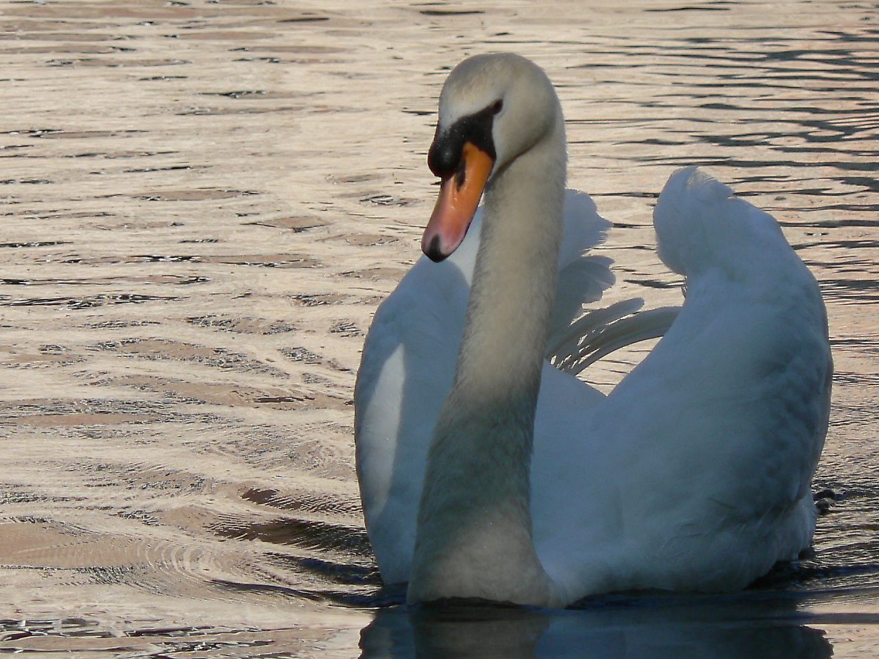 You are viewing the Swan wallpaper named Swan 9.
